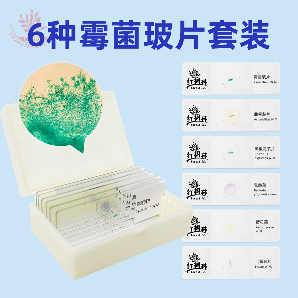 霉菌装片青霉曲霉根霉酵母菌乳酸菌毛霉装片共6种霉菌显微镜玻片