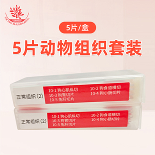 5片动物组织显微玻片狗心肌纵切狗胃切片兔肝切片生物显微镜配件