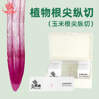 植物根尖纵切生物显微镜玻片