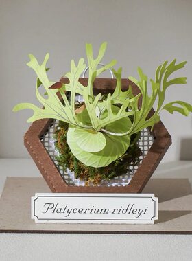 【迷你纸模植物】jeancard立体纸风景3d镭射diy材料包猴脑鹿角蕨