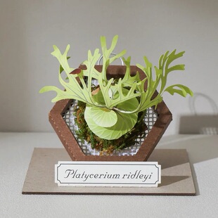 【迷你纸模植物】jeancard立体纸风景3d镭射diy材料包猴脑鹿角蕨