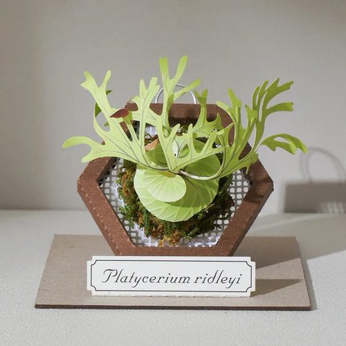 【迷你纸模植物】jeancard立体纸风景3d镭射diy材料包猴脑鹿角蕨