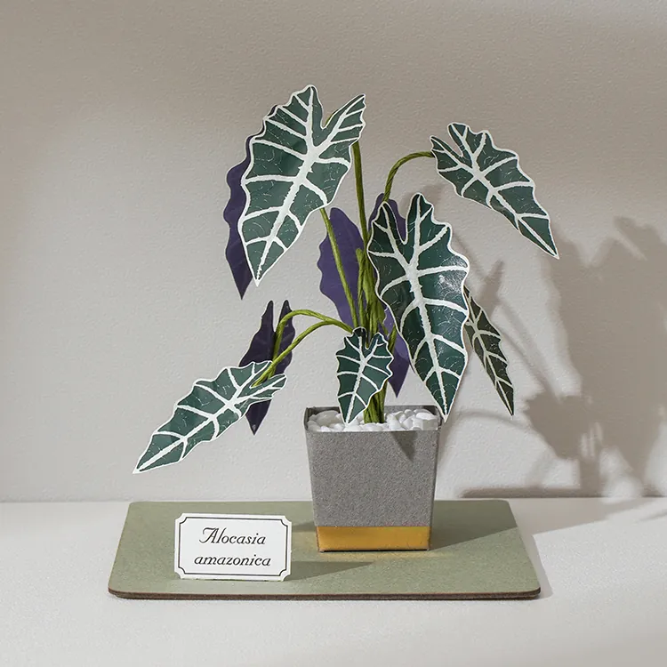 【纸模植物】jeancard立体纸风景3D镭射diy材料包黑叶观音莲