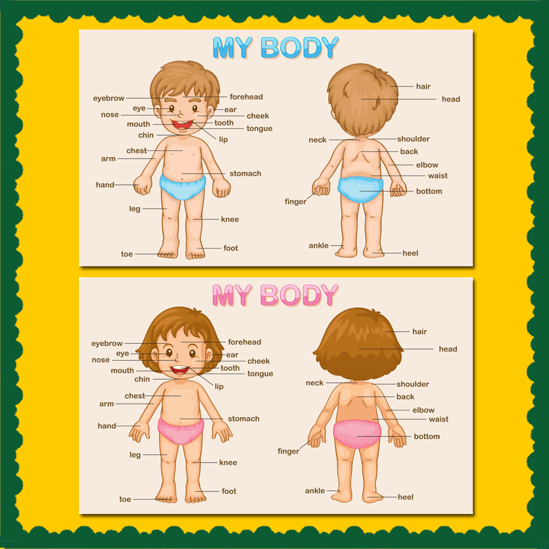 幼儿园早教墙面装饰布置海报bodyparts身体部位塑封启蒙英语教具