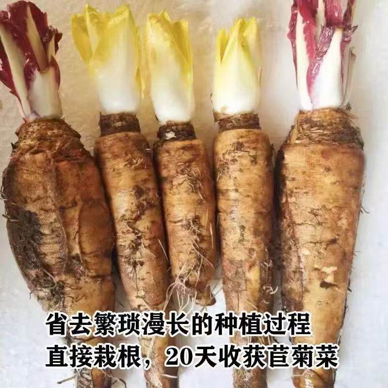 【四季易种】金玉兰菜根苗欧洲新鲜菊苣根黄芽球蔬菜活根幼苗盆栽
