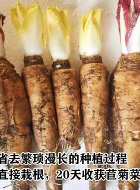 【四季易种】金玉兰菜根苗欧洲新鲜菊苣根黄芽球蔬菜活根幼苗盆栽