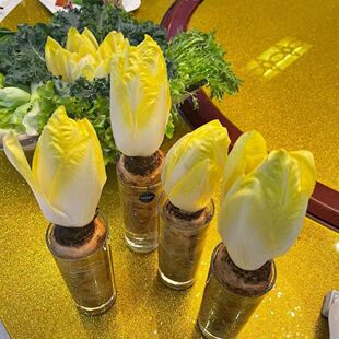 金玉兰菜根苗软化欧洲新鲜菊苣根黄芽球蔬菜活根基地现挖现发盆栽