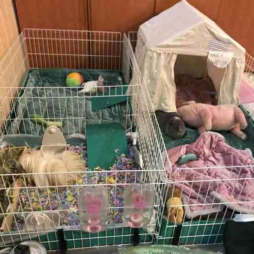 TSPP【中西笼子配套尿垫套餐】豚鼠婆婆楼梯套 垫子