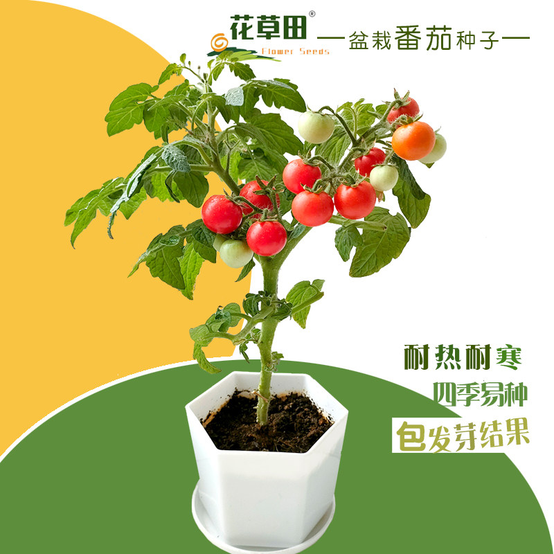 花草田盆栽番茄种植套装包发芽结果四季易种简单好打理室内阳台