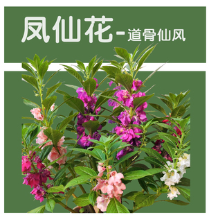 凤仙花种子套餐易种盆栽四季 种植体验花籽阳台窗台染指甲花套装