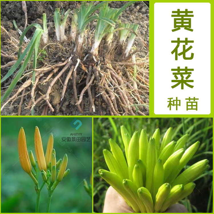 新鲜现挖黄花菜庭院种植