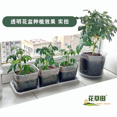 3组合透明花盆塑料PET材质透明度高种花种菜盆栽阳台根系观察