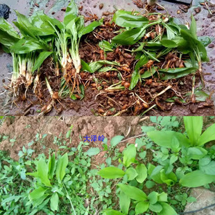 白三七 姜三七苗 三七种苗 包邮 土田七苗竹叶三七姜七 姜叶三七