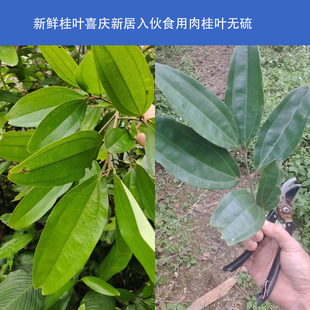 广西新鲜肉桂叶喜庆桂叶八角叶茴香叶玉桂叶桂皮树叶厨房香料佐料