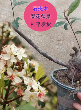 春花盆景春花老桩石斑木车轮梅海岛春花花卉盆景庭院绿化四季常绿
