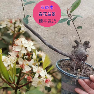 春花盆景春花老桩石斑木车轮梅海岛春花花卉盆景庭院绿化四季常绿