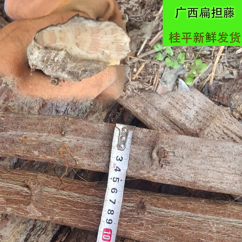 新鲜扁担藤中药材腰带藤羊带风长短可以定制扁藤宽藤无硫中草药
