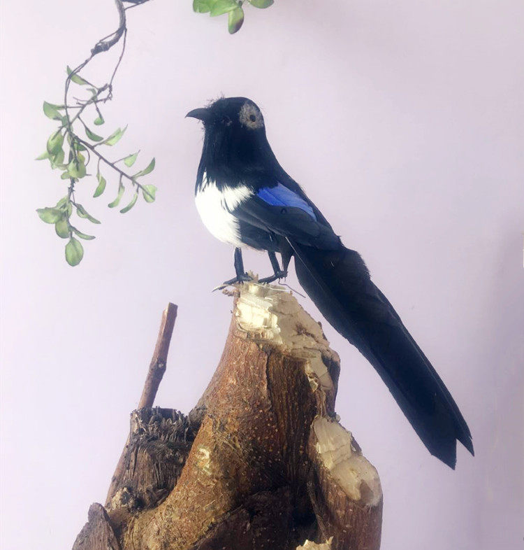 定做各种仿真动物仿真鸟模型 仿真喜鹊 彩色鸟 翅膀 摄影模具道具