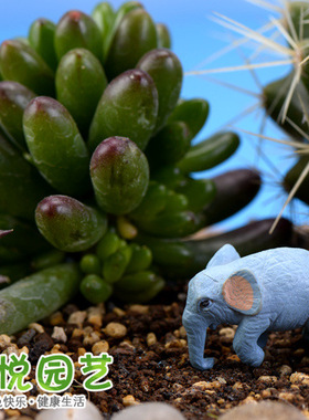 苔藓微景观小象摄影道具装饰摆件