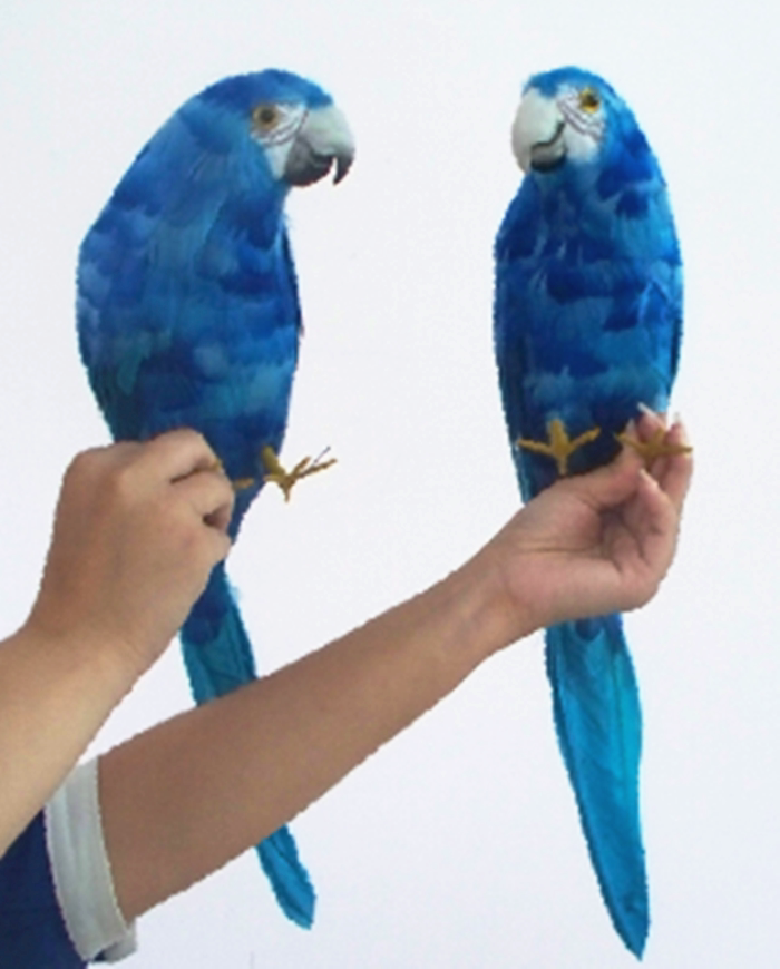 定做动物模型 仿真鹦鹉 蓝色鹦鹉彩色鸟羽毛小鸟园林装饰摄影道具