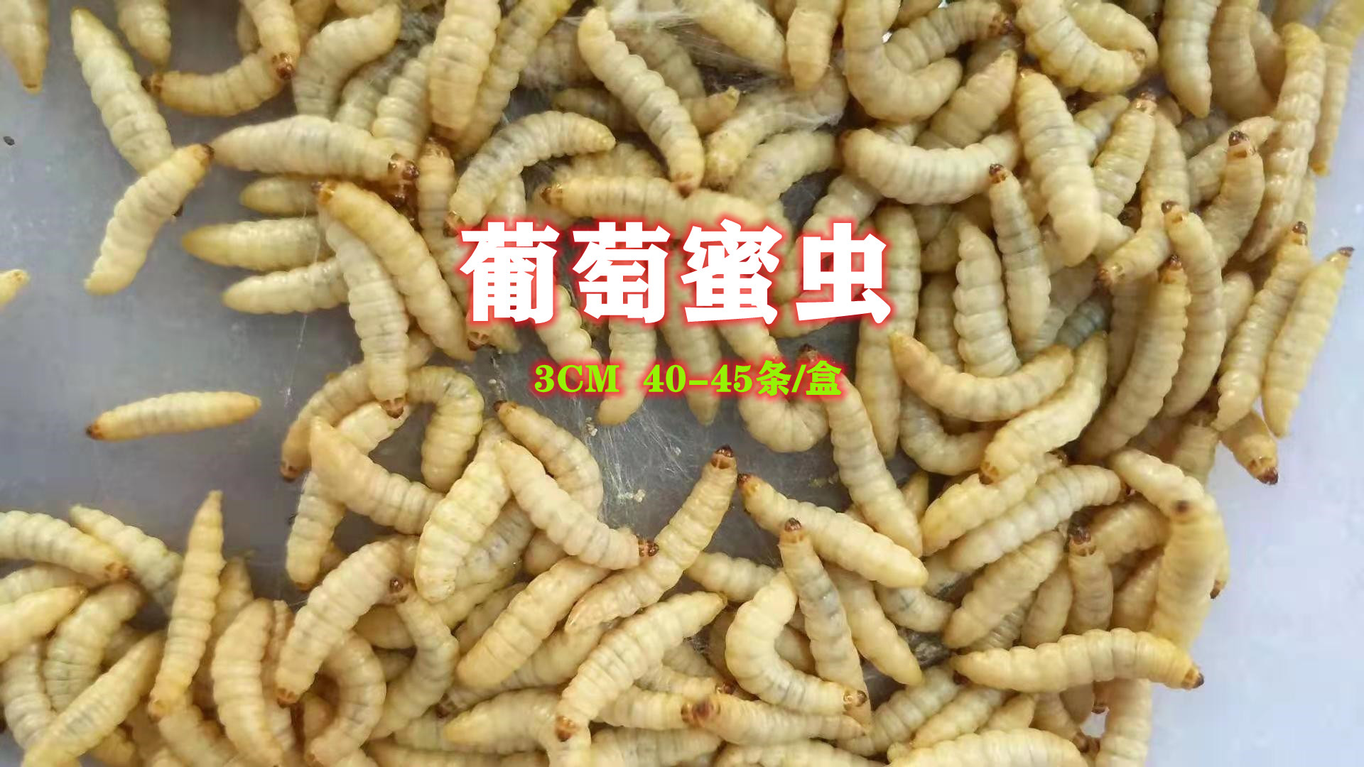葡萄蜜虫 玉米虫活体 蜜虫葡萄密虫大蜡螟幼体钓饵鱼饵活虫 包邮