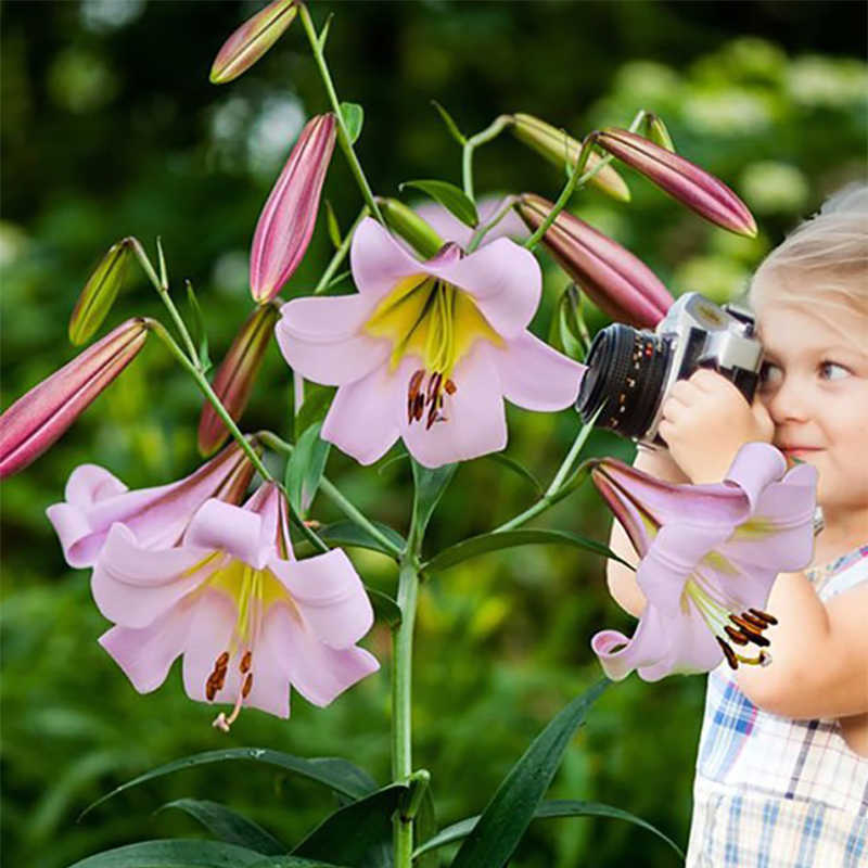 荷兰进口香水百合种球OT系列