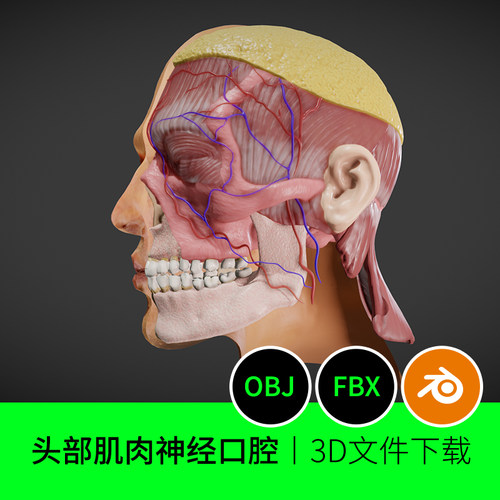 人肌肉神经血管牙齿口腔解剖医学3D三维模型素材文件下载建模468