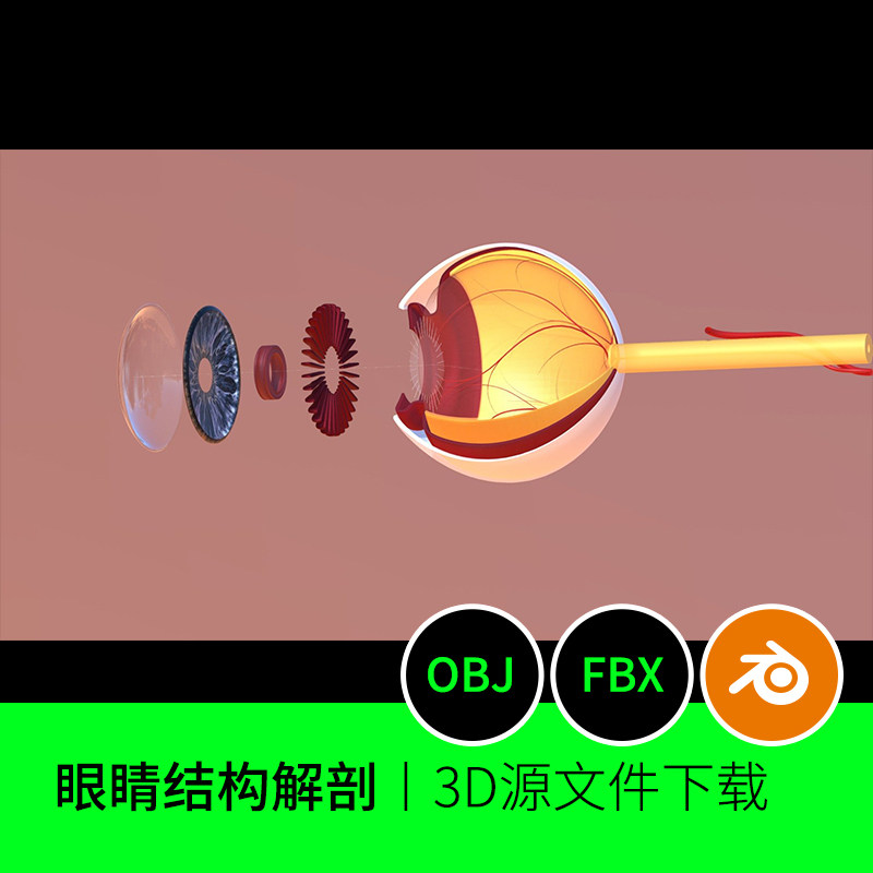 眼球眼睛瞳孔视网膜血管横截面3d三维模型素材文件下载blender450