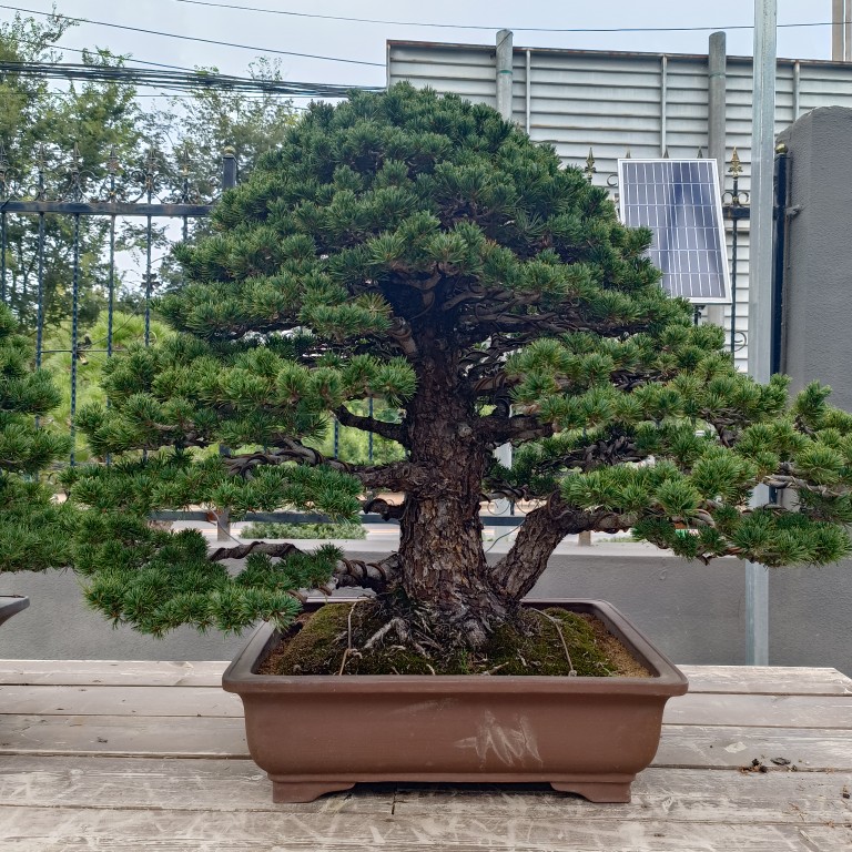 九重  大阪松盆景盆栽庭院露台绿植包邮