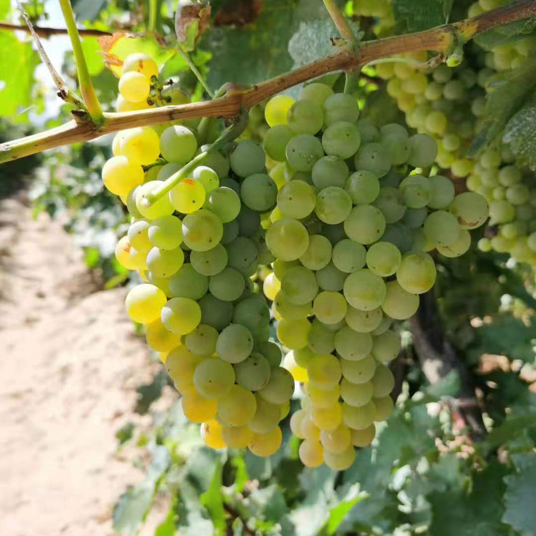 怀来白玉霓酿酒专用葡萄自酿蒸馏白兰地泡酒新鲜小颗粒老藤山葡萄