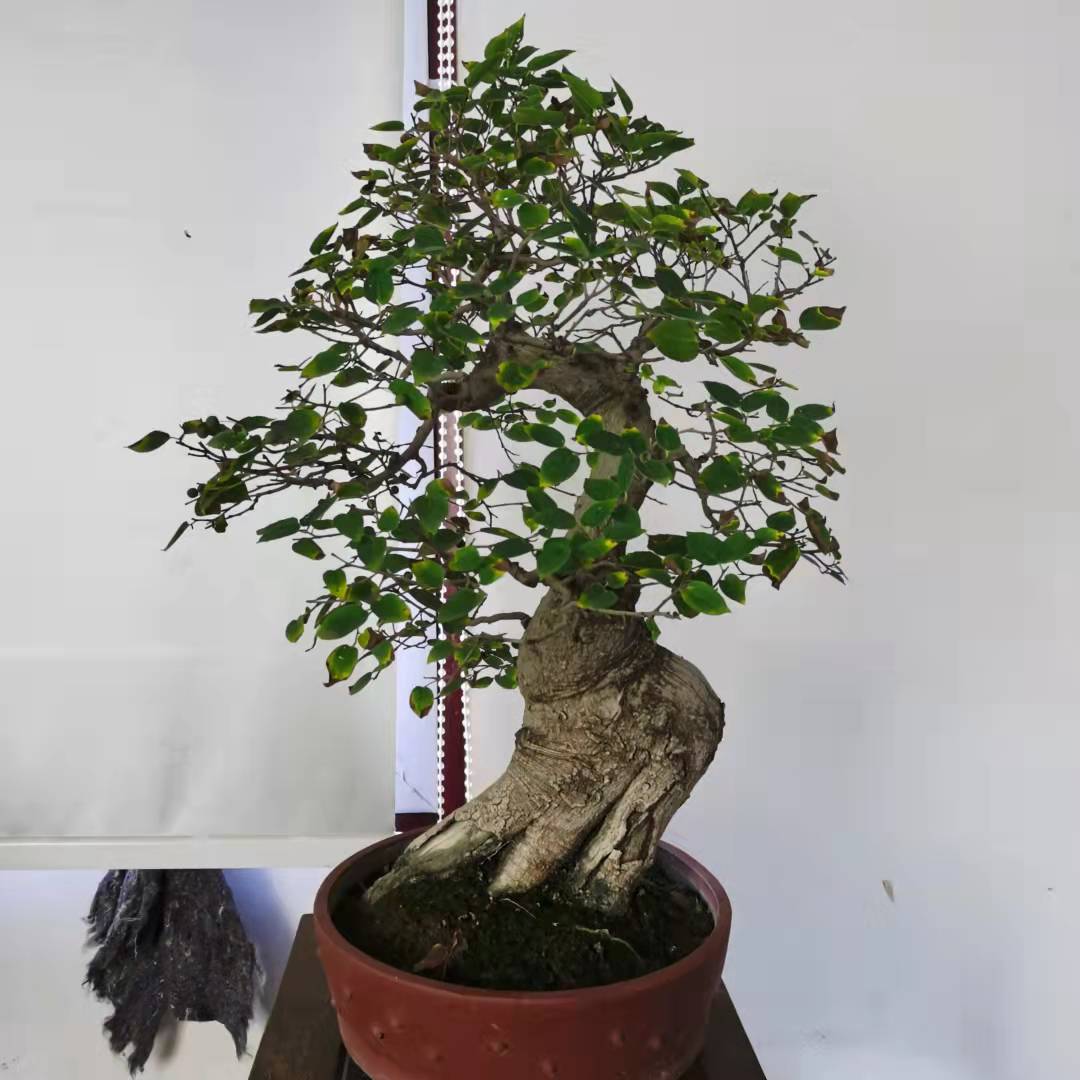 瓜子黄杨一物一拍罗汉松盆景老桩实物拍摄