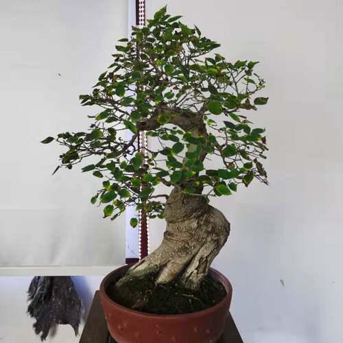 瓜子黄杨一物一拍罗汉松盆景老桩实物拍摄