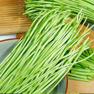 农家泥蒿青蒿离蒿苔去叶切根藜蒿藜蒿芦蒿