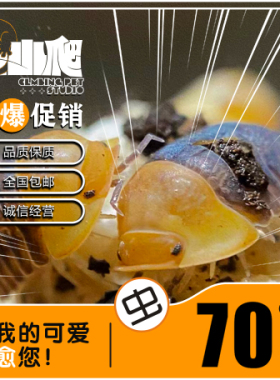 鼠妇活虫宠物潮虫子西瓜虫桌面景观 鸭仔奶牛爬宠学生物实验观察