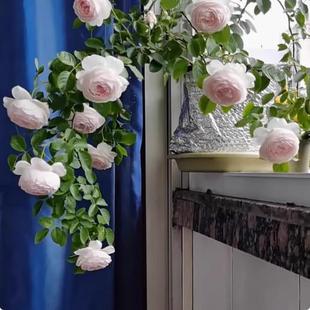 克里斯蒂娜公爵夫人月季花苗尘世天使欧月多季强香