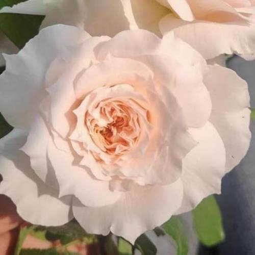 歌剧皇后 大花浓香耐热月季扦插花苗绿植花卉玫瑰阳台庭院地栽