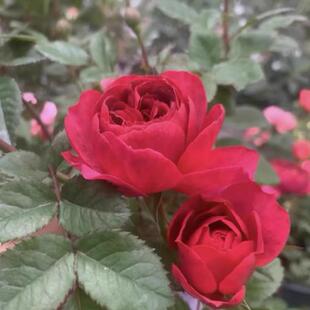 【绝色果汁】红色变异果汁阳台花型勤花浓香花卉庭院阳台