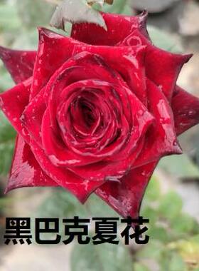 黑巴克月季花苗 扦插/阳台庭院黑红色庭院阳台盆栽杯型切花