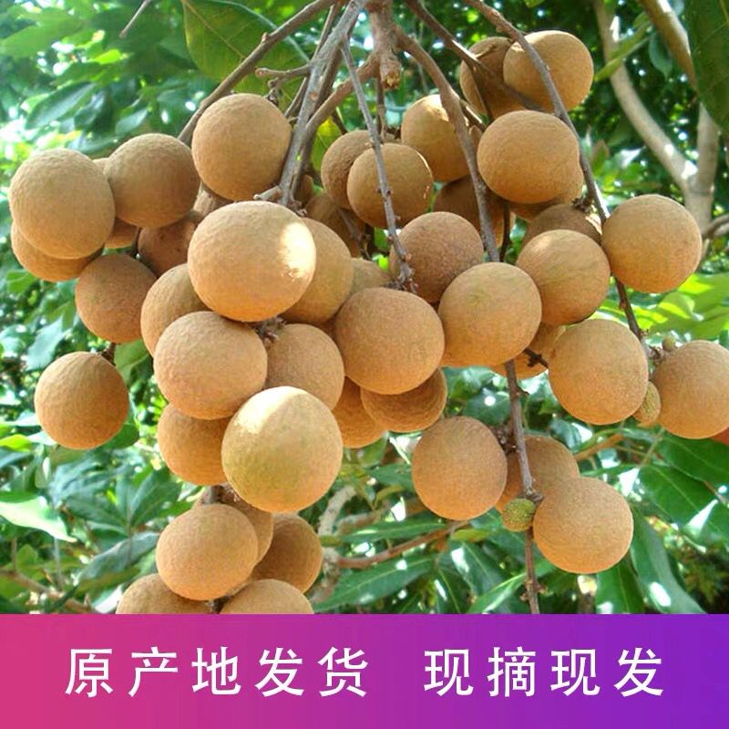 现摘新鲜泸州桂圆 新鲜四川龙眼 应季老树鲜采水果3斤5包邮