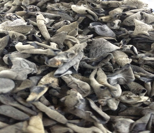 福建闽北大山特产 武夷特产 正宗精选野外黑木耳干货肉厚脆 500克