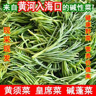 山东黄须菜现摘现发健康野菜营养价值高碱性蔬菜新鲜皇席菜