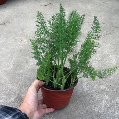 小茴香幼苗多年生种植盆栽茴香苗中药材好养绿植香料植物食用