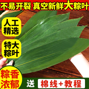 粽叶新鲜粽子叶大号包粽子专用旗舰店棕叶端午节商用批发干粽叶大