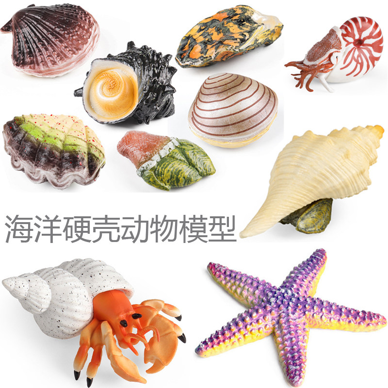 海洋贝壳类动物模型花贝扇贝蛤蜊生蚝龟足寄居蟹海星少儿科普玩具
