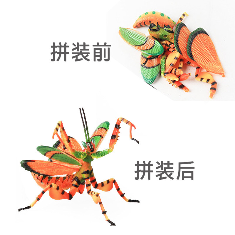 4D拼装昆虫玩具牛头犬蚁折翅蠊印度锹甲五角犀金龟黄蜂拼插小道具