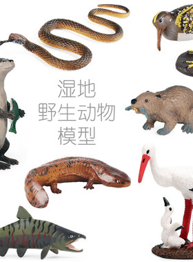 湿地野生动物水獭河狸彩鹬瑟鹭