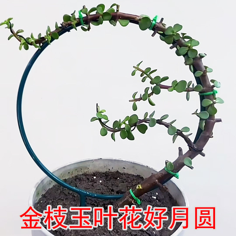 免安装铁艺圆月爱心攀爬花架图片