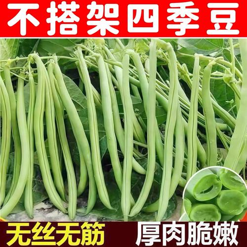 无架四季豆种子早熟高产
