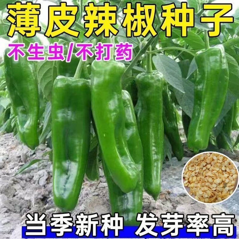 薄皮辣椒种子超轻薄不辣图片