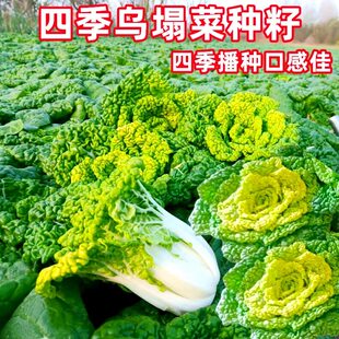 黄心乌菜种种子种籽乌塌菜雪里金花青菜孑白菜黑菜秋冬季菜籽屋塔